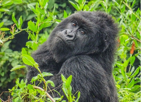 UGANDA ESSENTIALS - primates & grande faune – 7 jours
